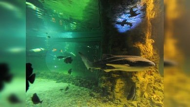 Tiburones y anacondas, nuevos vecinos de Moscú