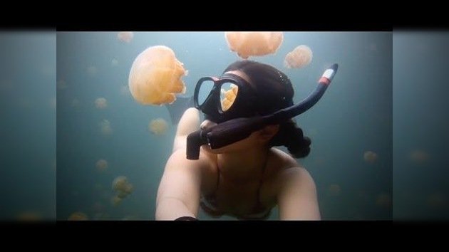 Una chica nadando en un lago lleno de millones de medusas doradas