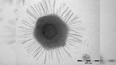 Descubren un virus gigante frente a las costas de Chile