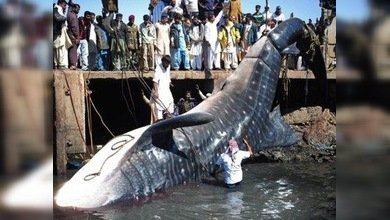 Pesca sorpresa: sacan muerto a un tiburón ballena de 12 metros en Pakistán
