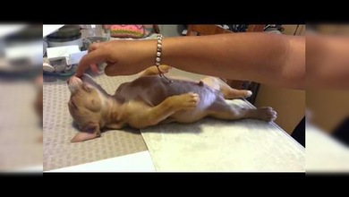 Un cachorro que no se despierta por nada del mundo