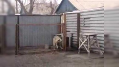 Un perro con mucho ritmo baila al son de una canción de Modern Talking