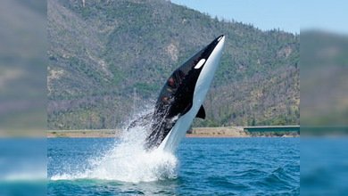 La 'Lancha Orca' da el salto al mercado