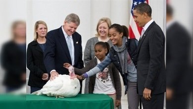 Obama 'indultó' a dos pavos en vísperas del día de Acción de Gracias