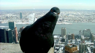 ¿Cómo veríamos nuestro mundo si fuéramos pájaros?