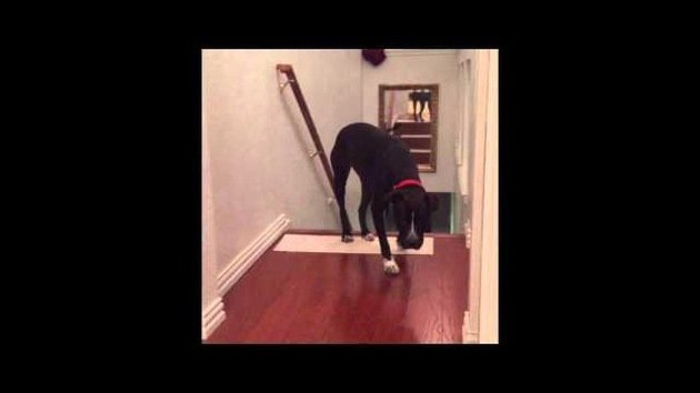 Este perro encuentra la forma de superar sus propios miedos