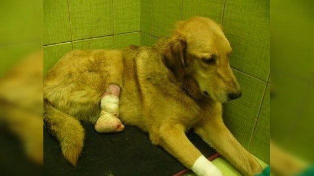 En Rusia un perro pierde las patas traseras tras ser torturado