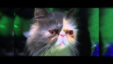 El gato más triste del mundo