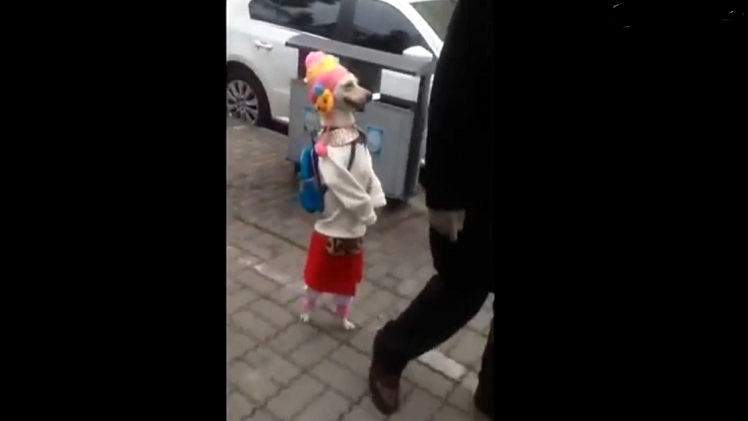 La perrita que camina como una niña por la calle