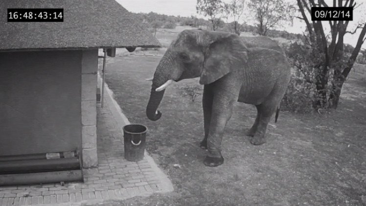 ¿Es real el video del elefante que bota basura a un contenedor?