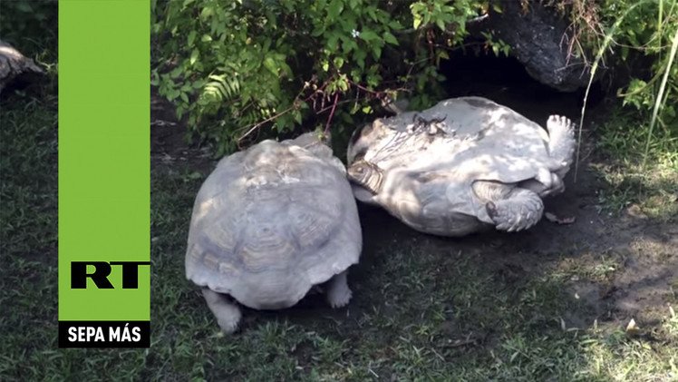 Una tortuga gigante corre a salvar a su compañero volcado