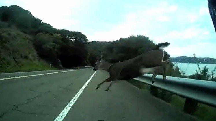Ciclista que va a gran velocidad atropella un ciervo
