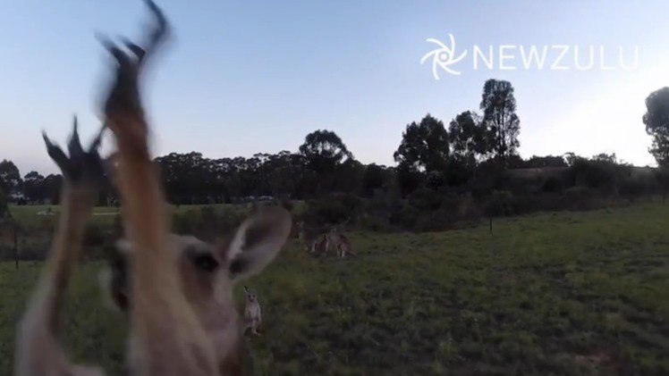 Un canguro derriba a un dron que le molestaba 