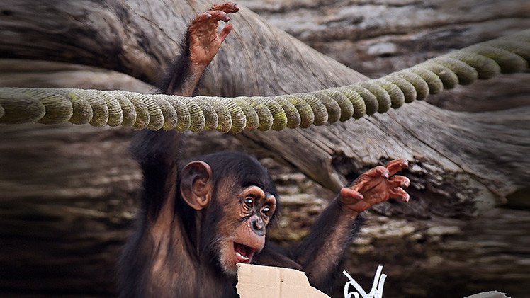 La ciencia 'tira de la lengua' a los monos: Distinguen raíces y sufijos y tienen dialectos