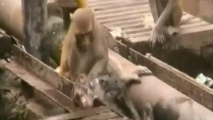 Mono se lanza al rescate y salva a su ‘amigo’ electrocutado