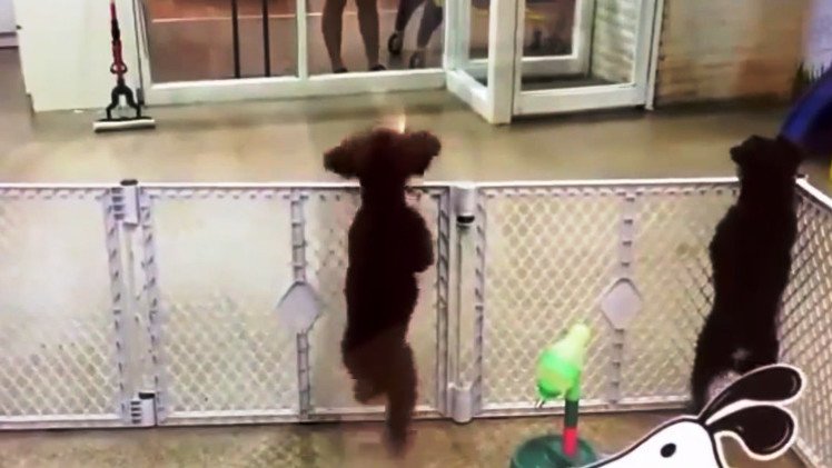 El video más tierno de la semana, a cargo de este cachorro saltarín