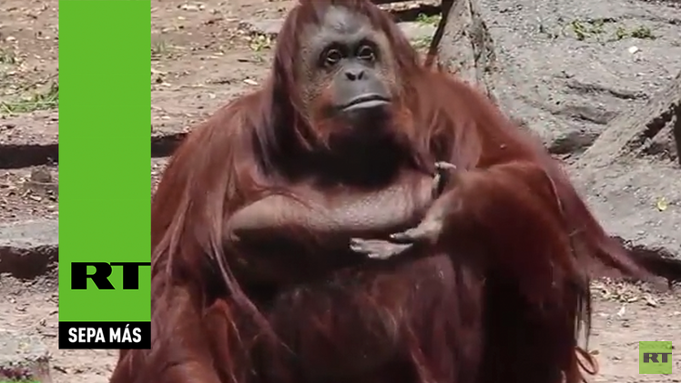 Conozca al orangután que tiene derecho 'no humano' a la libertad en Argentina  