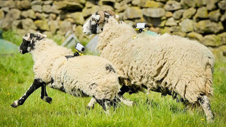 ¿Podrían las ovejas servir como puntos de acceso a Wi-Fi en las zonas rurales?