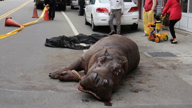 Lágrimas de hipopótamo: Salta de un camión, se rompe una pata y llora