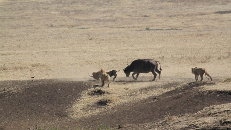 Un búfalo salva a su cría de las fauces de tres leones