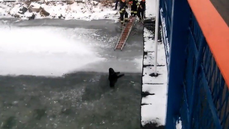 Salvan a un perro atrapado en un río congelado