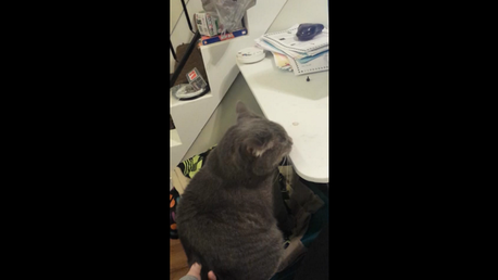 Le rasca el pandero a su gato Dexter y esta es su reacción