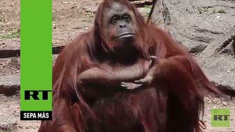 Conozca al orangután que tiene derecho 'no humano' a la libertad en Argentina  