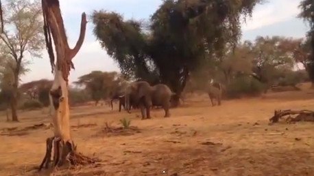 ¿Quién es el rey de la selva? Elefantes sacan corriendo a hambrientos leones 