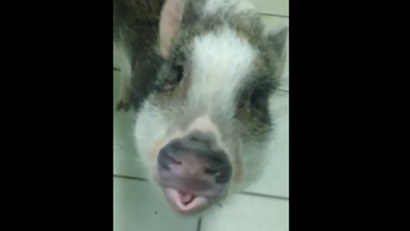 Conozcan a Hamilton, el cerdito zampacaramelos feliz