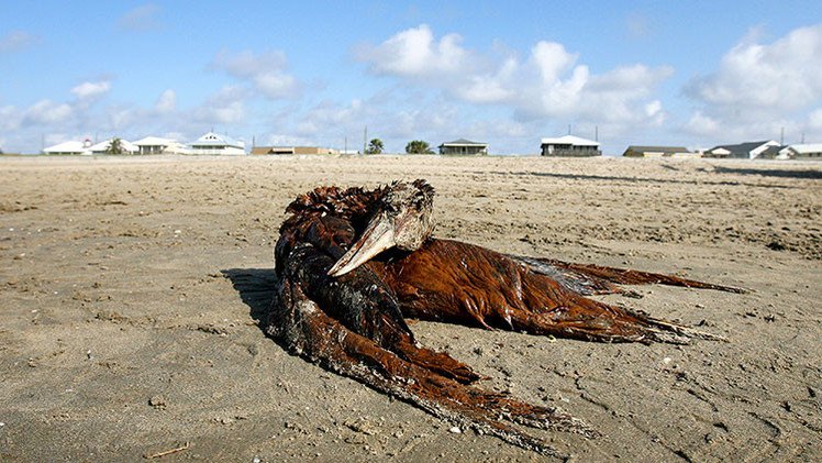 Muertes inexplicables de aves en el Pacífico de EE.UU. desconciertan a los científicos