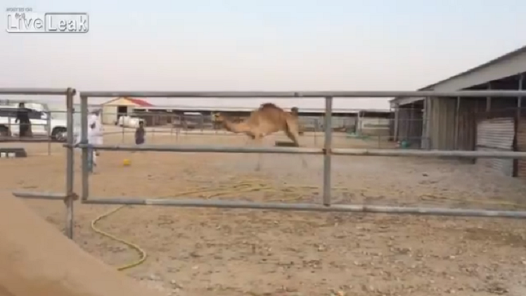 Un camello saudita juega al fútbol
