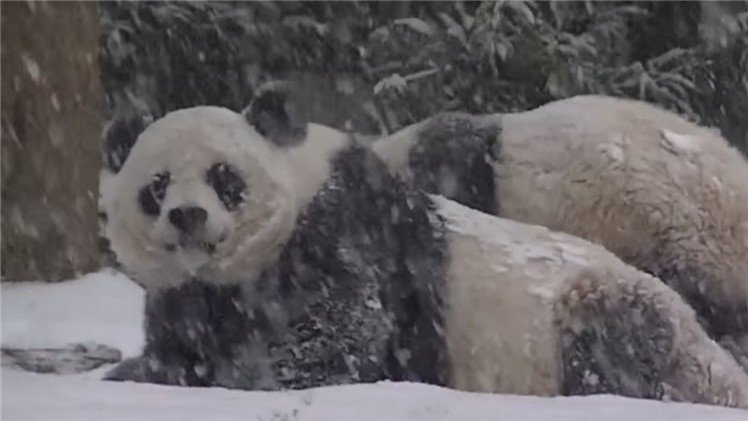 Un pequeño panda sale por primera vez a jugar con la nieve y esto fue lo que pasó