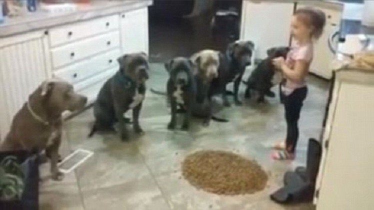 Niña de cuatro años controla a seis hambrientos pitbulls