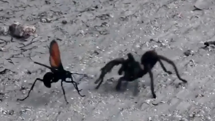 Mortal Insect Kombat: ¿quién ganará el combate entre un avispón y una tarántula?