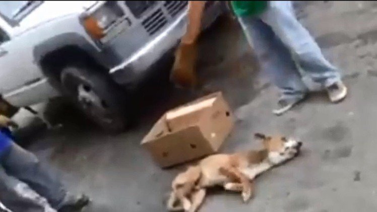 Video polémico: Tiran a la basura a un perro herido en México