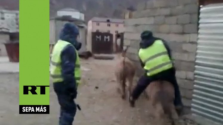 Rusia: Un burro 'secuestra' a un policía de tráfico 