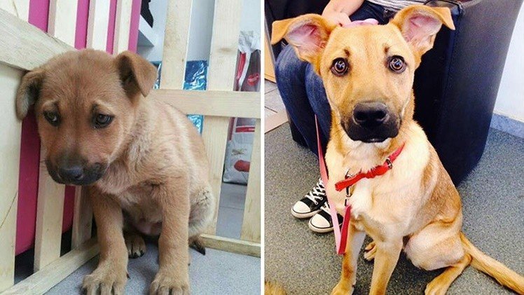  La vida de las mascotas antes y después de la adopción 