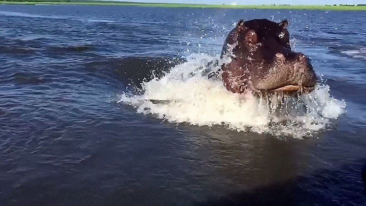 Un hipopótamo enojado alcanza a una lancha rápida nadando a toda velocidad