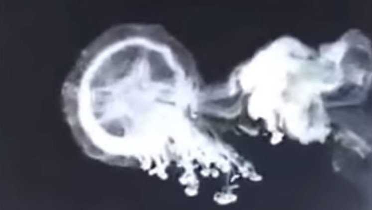 Increíble truco: ¿cómo hacer una medusa de humo?