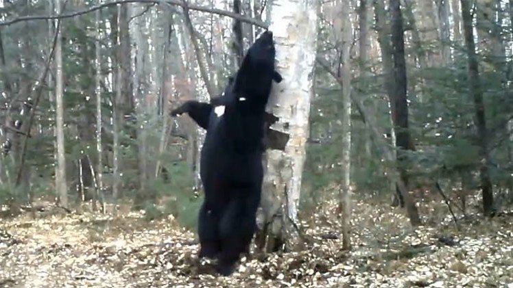 Este video revela que es lo que osos hacen realmente en el bosque
