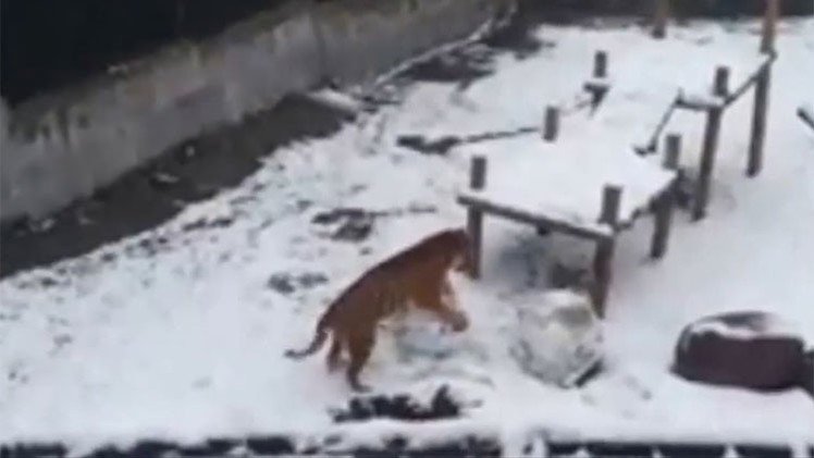 La tigresa de un zoológico ruso aprende a hacer muñecos de nieve