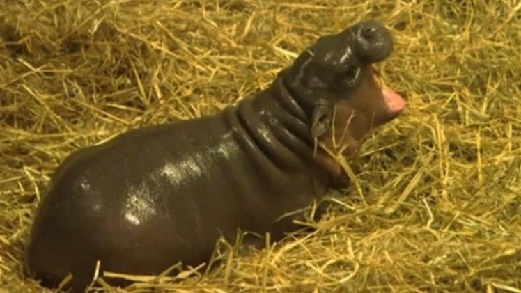Una cría de hipopótamo pigmeo roba los corazones de los internautas