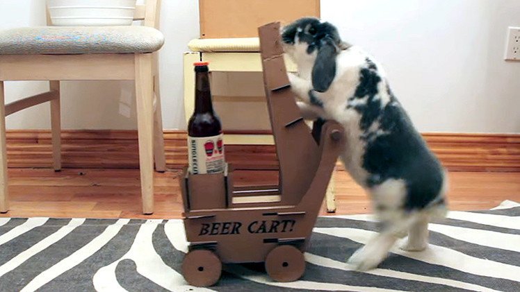 Un hombre enseña a su conejo a llevarle cerveza