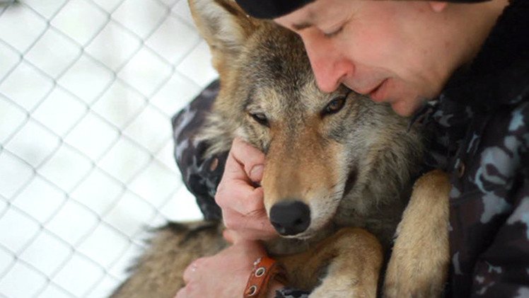 VIDEO: Conozca a Hanti, la loba salvaje rusa que se cree una mascota