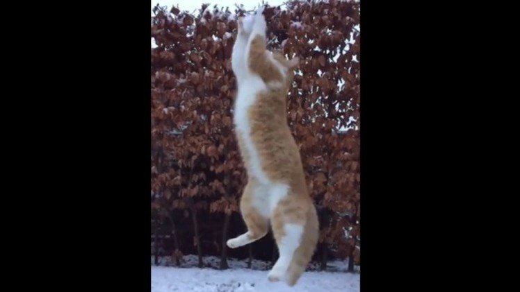 El gato-portero que caza al vuelo bolas de nieve