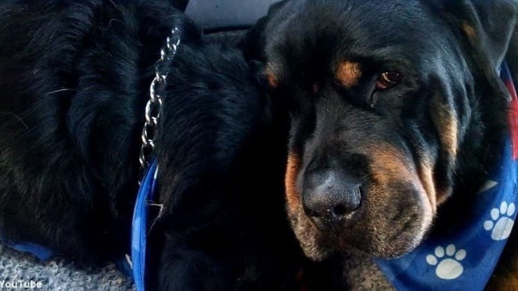 Video conmovedor: Un perro llora junto al cuerpo sin vida de su hermano