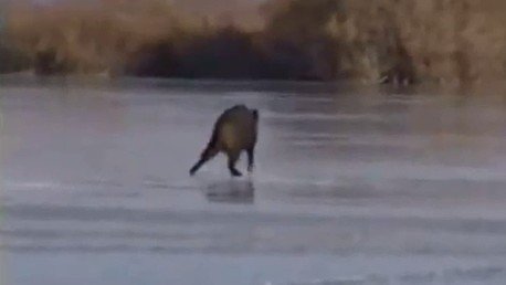 Baile de jabalí sobre el hielo