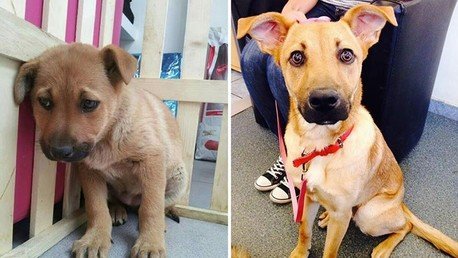 La vida de las mascotas antes y después de la adopción