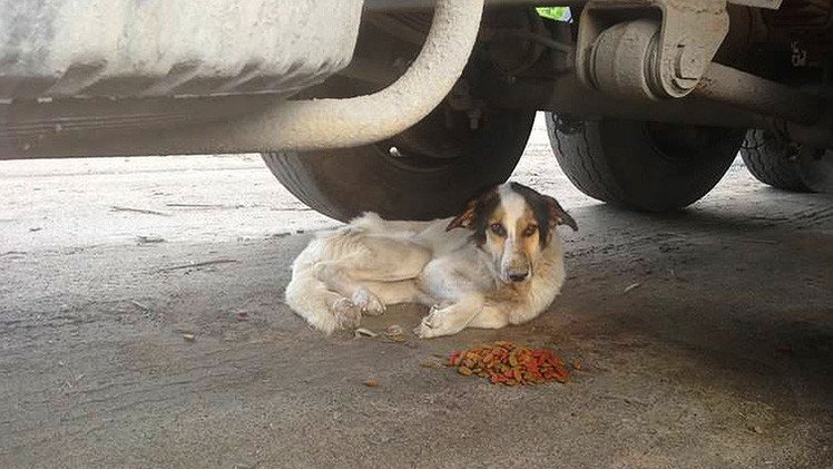 Fotos: Voluntarios en Rusia logran 'revivir' a un perro 'hachiko' abandonado