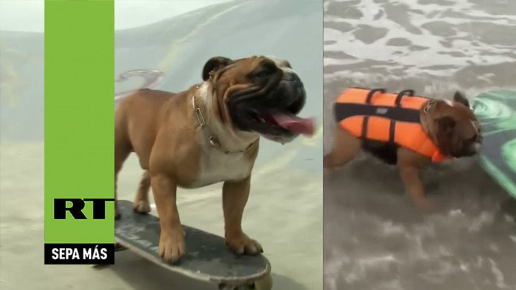 Biuf, el perro 'skater' peruano, ahora se hace surfista